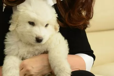 Cristina Kirchner presentó a Simón, su perro