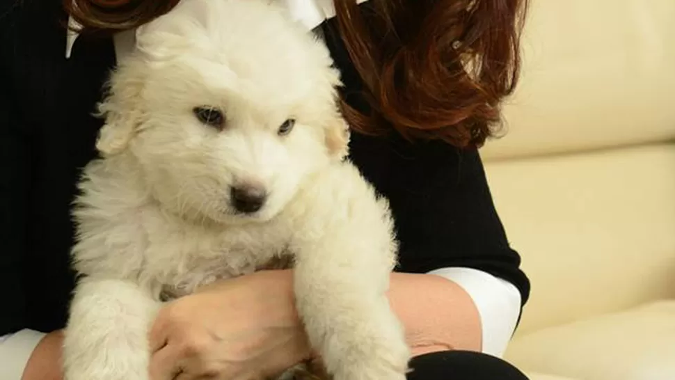 UN CACHORRO BLANCO. De adultos, los perros de raza mucuchíes son grandes y robustos. FOTO TOMADA DE CFKARGENTINA.COM