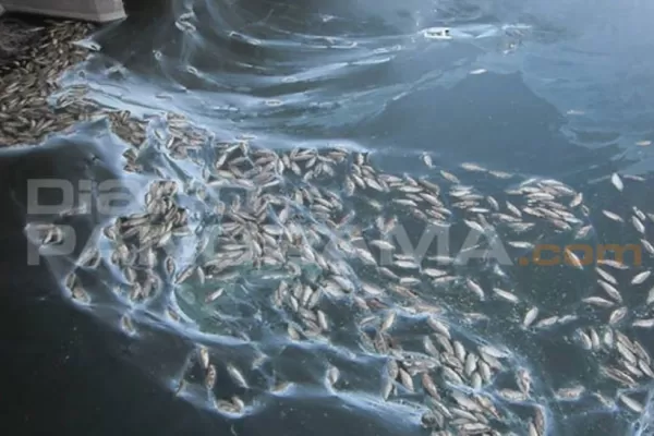 Preocupa la mortandad de peces en el río Salado