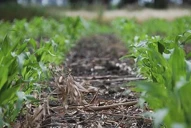 Argentina sigue exportando la siembra directa