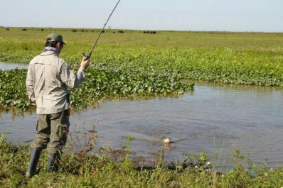 El señor de las tarariras