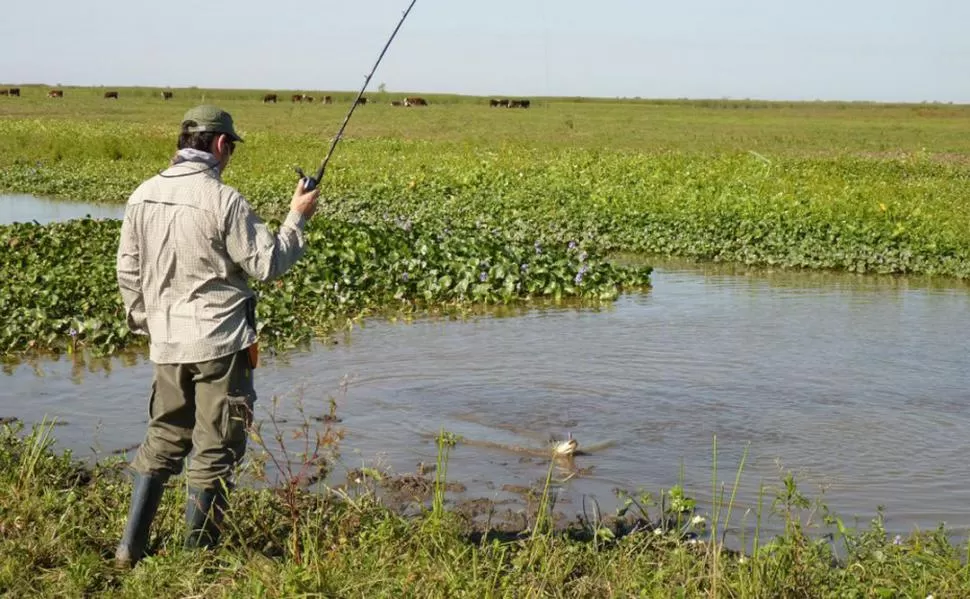 CAPTURA. Aprigliano es un especialista en la pesca de tarariras. 