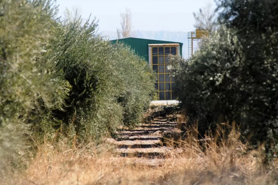 LA FÁBRICA. Olivares de la aceitera explotada por una sociedad de Manzur. LA GACETA / FOTO DE INéS QUINTEROS ORIO (ARCHIVO)