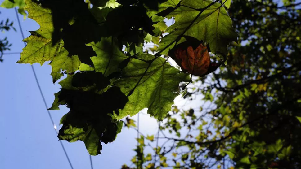 A BUSCAR SOMBRA. El sol se puede volver peligroso cerca del mediodía. LA GACETA (ARCHIVO)