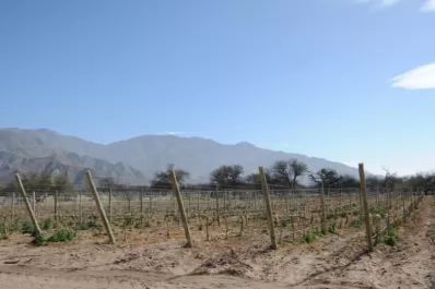 Escuela de enología