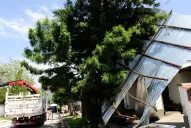 Un techo de 70 m  salió volando y quedó agarrado a un árbol