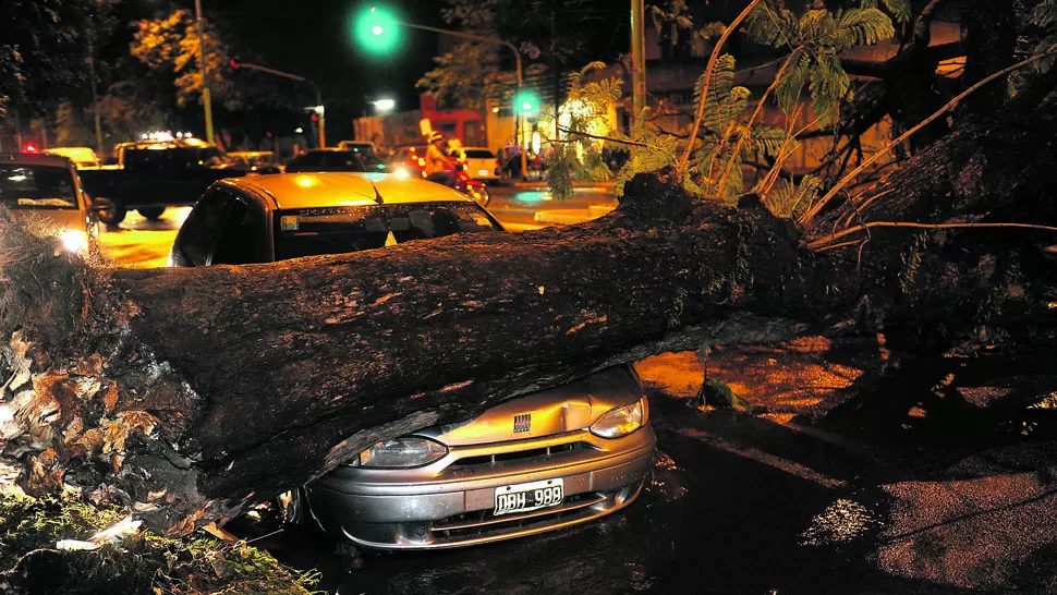 EN BARRIO SUR. El tronco gigantesco aplastó un Fiat Palio en Avenida Alem, casi en la intersección con Lavalle. LA GACETA / FOTOS DE HECTOR PERALTA