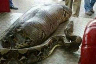 India: Se quedó dormido y una pitón lo comió