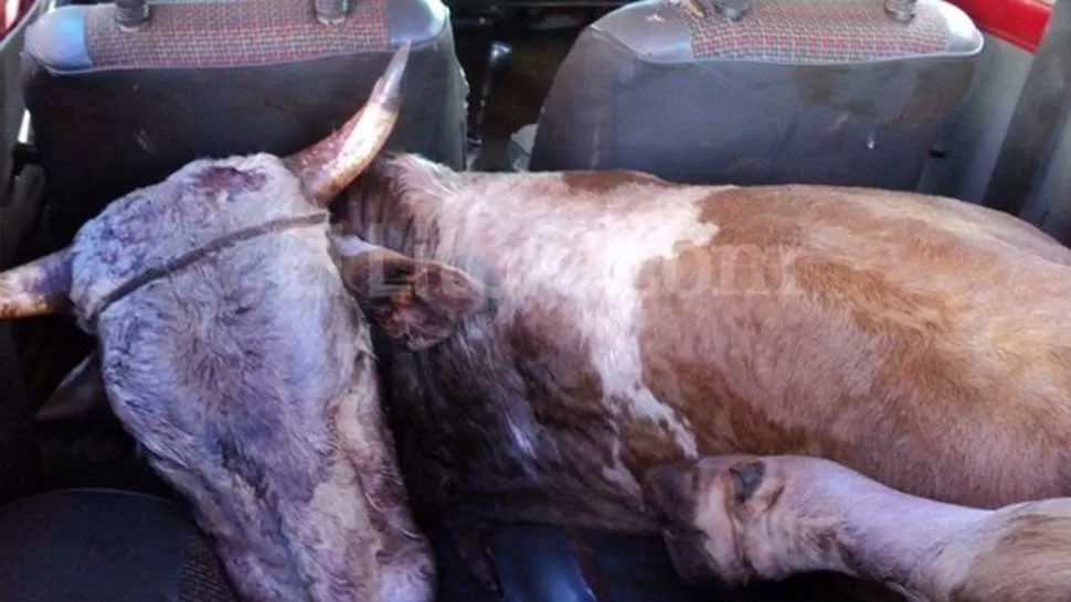 INSOLITO. El detenido usó el pequeño auto para transportar al animal de 150 kilos. FOTO TOMADA DE ELLITORAL.COM