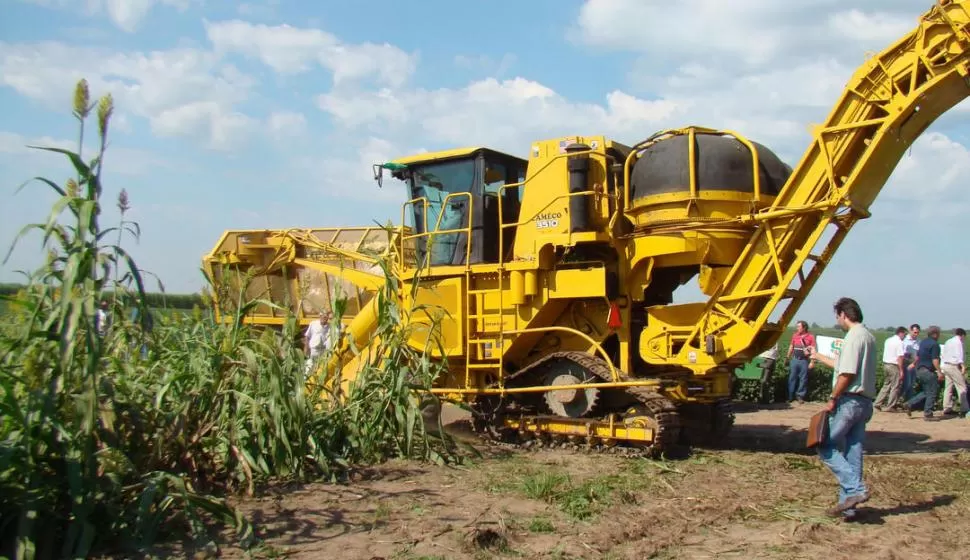 INICIOS. Los ensayos con sorgo azucarado comenzaron alrededor de 2011, con el compromiso de productores e investigadores interesados en la problemática energética y azucarera. LA GACETA / ARCHIVO 