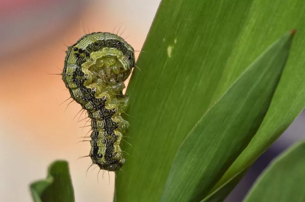 PELIGROSA. La Helicoverpa armigera puede llegar a destruir las plantas.  