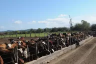 “Nuestra salida está en transformar granos en carne”