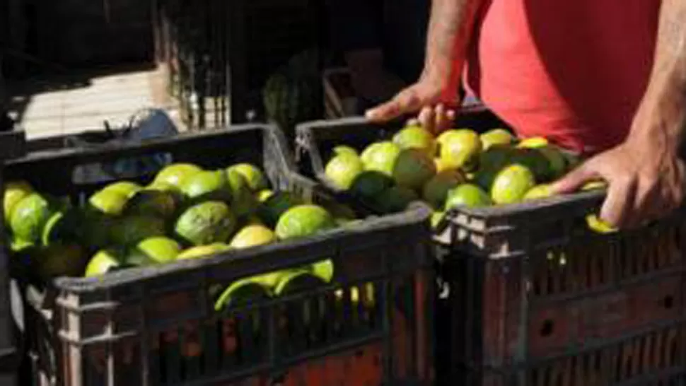 PLAZA INTERNA. Hay una menor oferta en el Mercofrut debido a la caída de la producción, a raíz de las heladas. LA GACETA / FOTO DE FRANCO VERA (ARCHIVO)