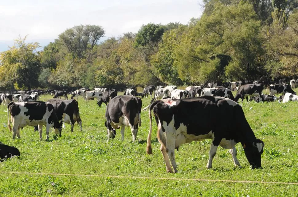 MÁS Y MEJOR LECHE. Si hay buenas lluvias, los campos se cargarán de pasturas, o sea comida, y los tamberos lograrán mayor producción en sus campos. la gaceta / foto de Hector Peralta