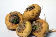 La maca peruana: “el mejor alimento del siglo XXI”