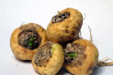 La maca peruana: “el mejor alimento del siglo XXI”