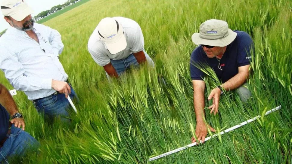 MONITOREO EN TRIGO. Técnicos y productores buscan síntomas de mancha amarilla u otras enfermedades.  gentileza syngenta 