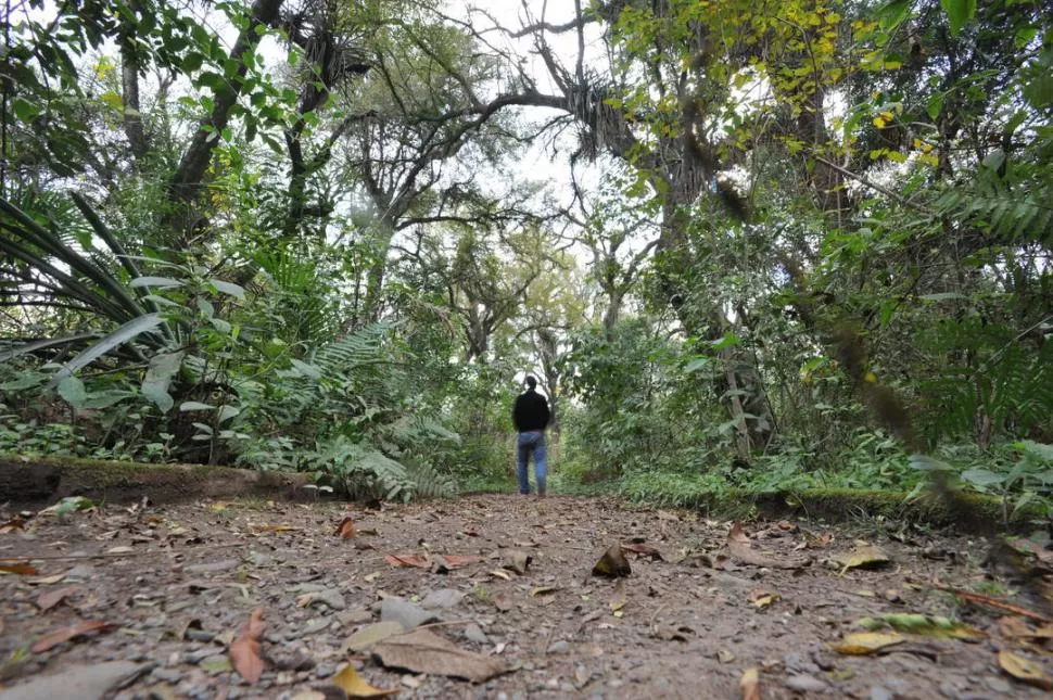 SENDEROS MISTERIOSOS. El camino tapizado de hojarasca es el inicio de un recorrido prodigioso y mágico, repleto de aves y especies autóctonas. 