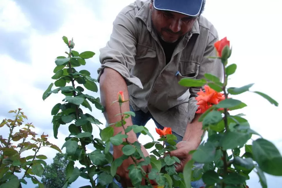 DIVERSIFICACIÓN. El programa nacional busca generar nuevas producciones  