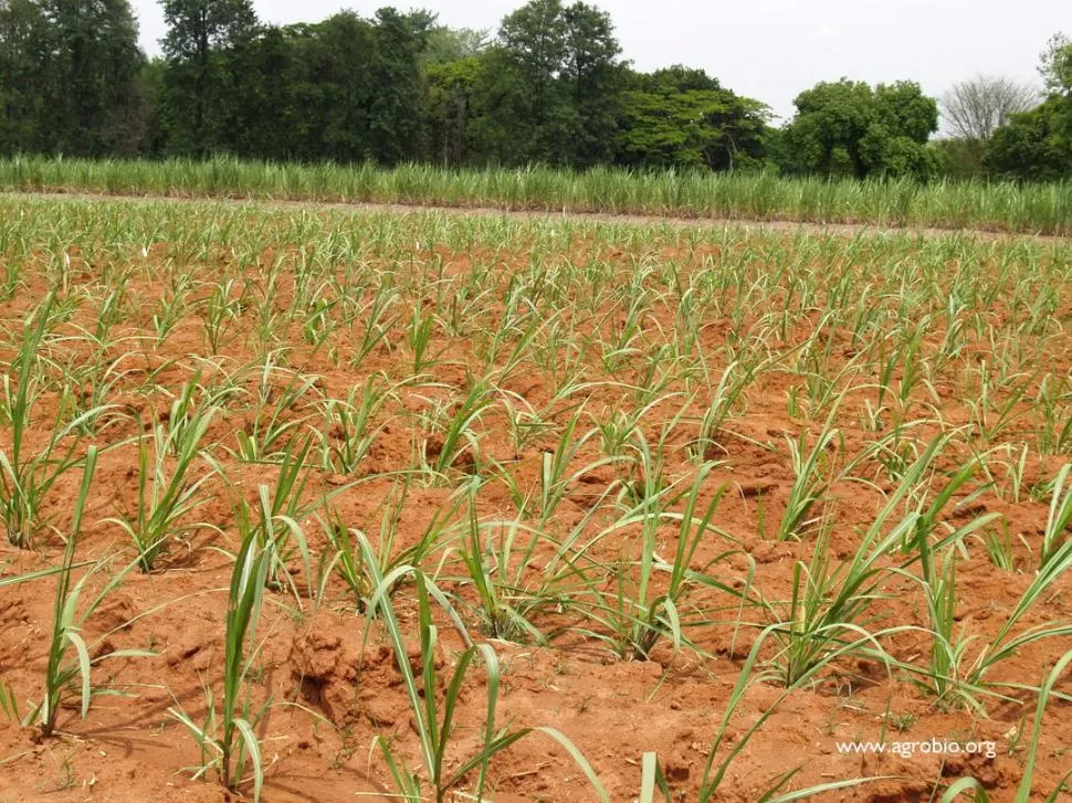 EFECTOS NEGATIVOS. La falta de agua está impactando en el desarrollo de los cañaverales y, por lógica, afectará el rendimiento cultural y sacarino.  