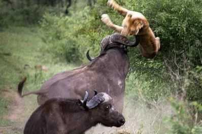 Impactante video: Un búfalo hizo volar a un león