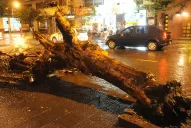 Cayó un árbol en el centro y golpeó a dos motociclistas