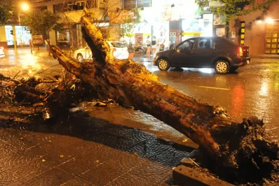 Cayó un árbol en el centro y golpeó a dos motociclistas