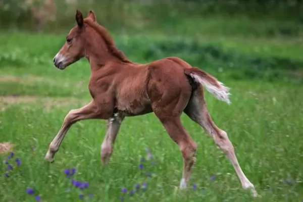 Silvina Luna, la primera yegua clonada en la Argentina
