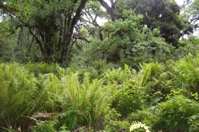 Modifican la Ley de Bosque Nativo