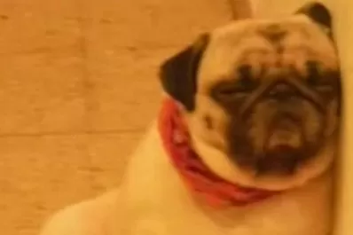 Una mujer denunció que su perro murió de calor en un avión