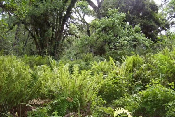Modifican la Ley de Bosque Nativo