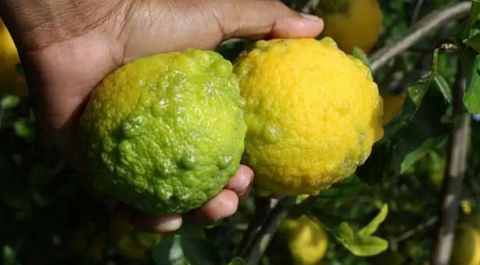 CONSECUENCIA. El HLB no sólo daña los frutos; llega a matar a la planta.  