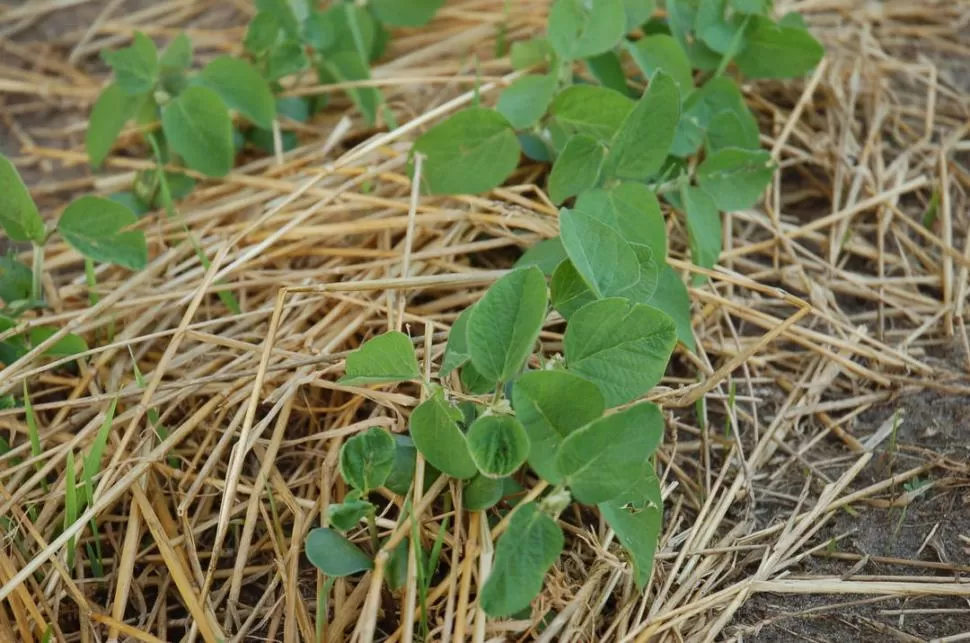 ALTERNATIVAS. Buscan generar energía a partir de la biomasa originada de la agroindustria aceitera y de biodiesel, ademas de la ganadería y forestación.  