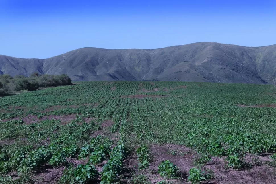 SEQUÍA. Las lluvias escasas y de una distribución muy irregularidad, provocaron que el crecimiento de las plantas fuera sumamente errático en muchos campos.  