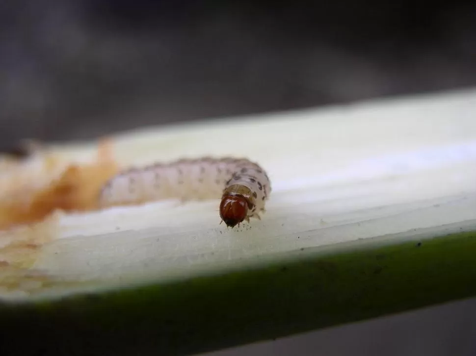 DIATRAEA SACCHARALIS. El gusano perforador de la caña tiene un ciclo de vida que los productores deben conocer para controlarlo con más eficiencia. 