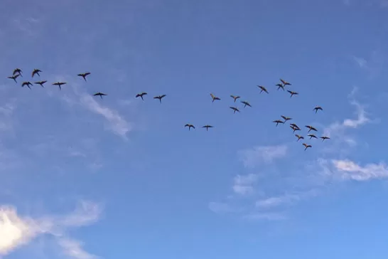 LOS DUEÑOS DEL CIELO. Aicuña, a 1.600 msnm y 10 km hacia el este de Ruta 40. FOTO TURNOTICIAS.COM.AR