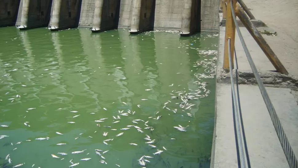 TRISTE POSTAL. Miles de peces flotan en los piletones desde hace algunos días. FOTO GENTILEZA DE HECTOR LUNA