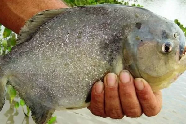 Más de 60 heridos por un ataque de palometas en Rosario