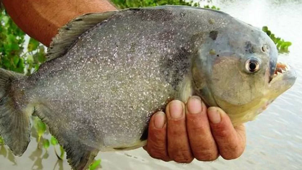 FEROCES. Las palometas son peces carnívoros con prominentes mandíbulas con dos hileras de dientes cada una. FOTO TOMADA DE CLARIN.COM