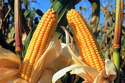 Las altas temperaturas afectan los cultivos de maíz y de soja