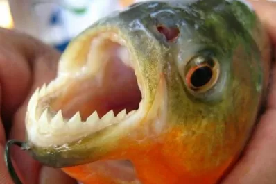 Dos niños perdieron parte de sus dedos por el ataque de palometas en Rosario