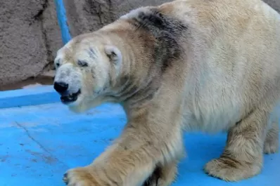 Refrescan con una manguera al único oso polar que queda en Argentina