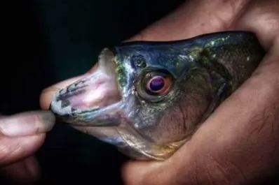 Aseguran que el ataque de palometas es inusual