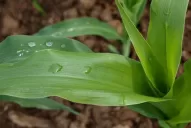 “Quedan entre 10 y 15 días más para sembrar”