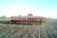 “Sólo se logró cultivar entre un 30% y un 35%”