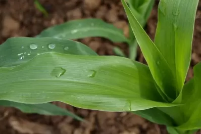 “Quedan entre 10 y 15 días más para sembrar”