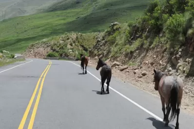 Manejá con cuidado, porque hay animales en la ruta a los Valles