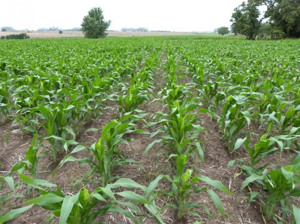 ELEGIDOS. Muy pocos campos muestran plantas con un mejor desarrollo.  