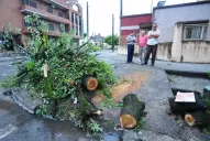 Sopla viento y se esconden: temen que un árbol los aplaste