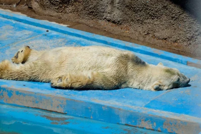 Podrían trasladar al oso polar Arturo del zoológico de Mendoza
